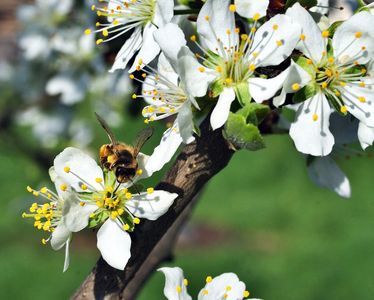 A bee collects pollen from a white flower on a branch of a tree.