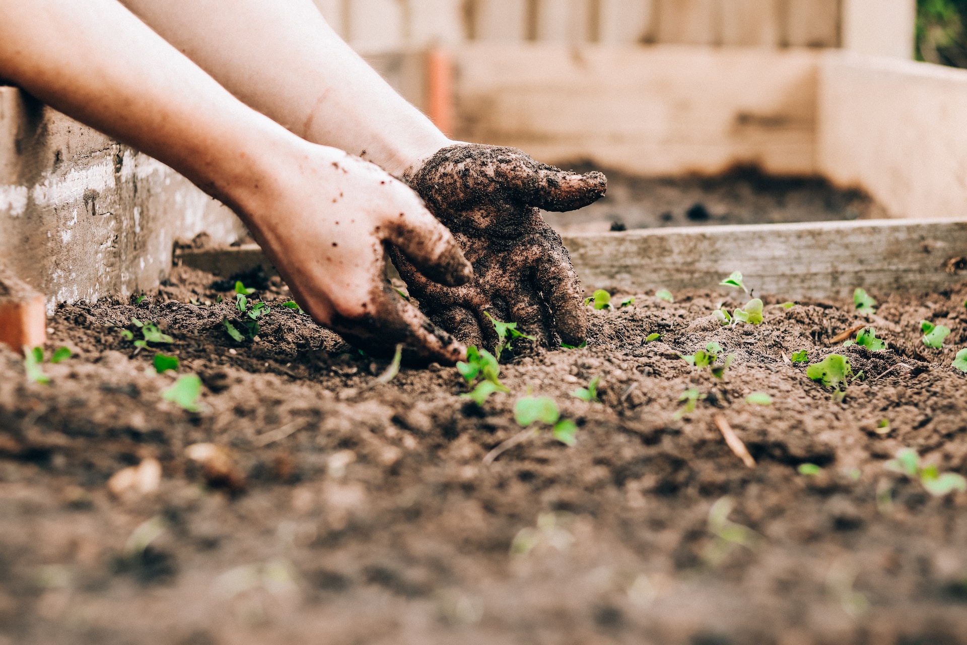 An up-close image of a person’s hands digging into a garden bed. The person’s hands are covered in soil and plant buds are starting to grow.