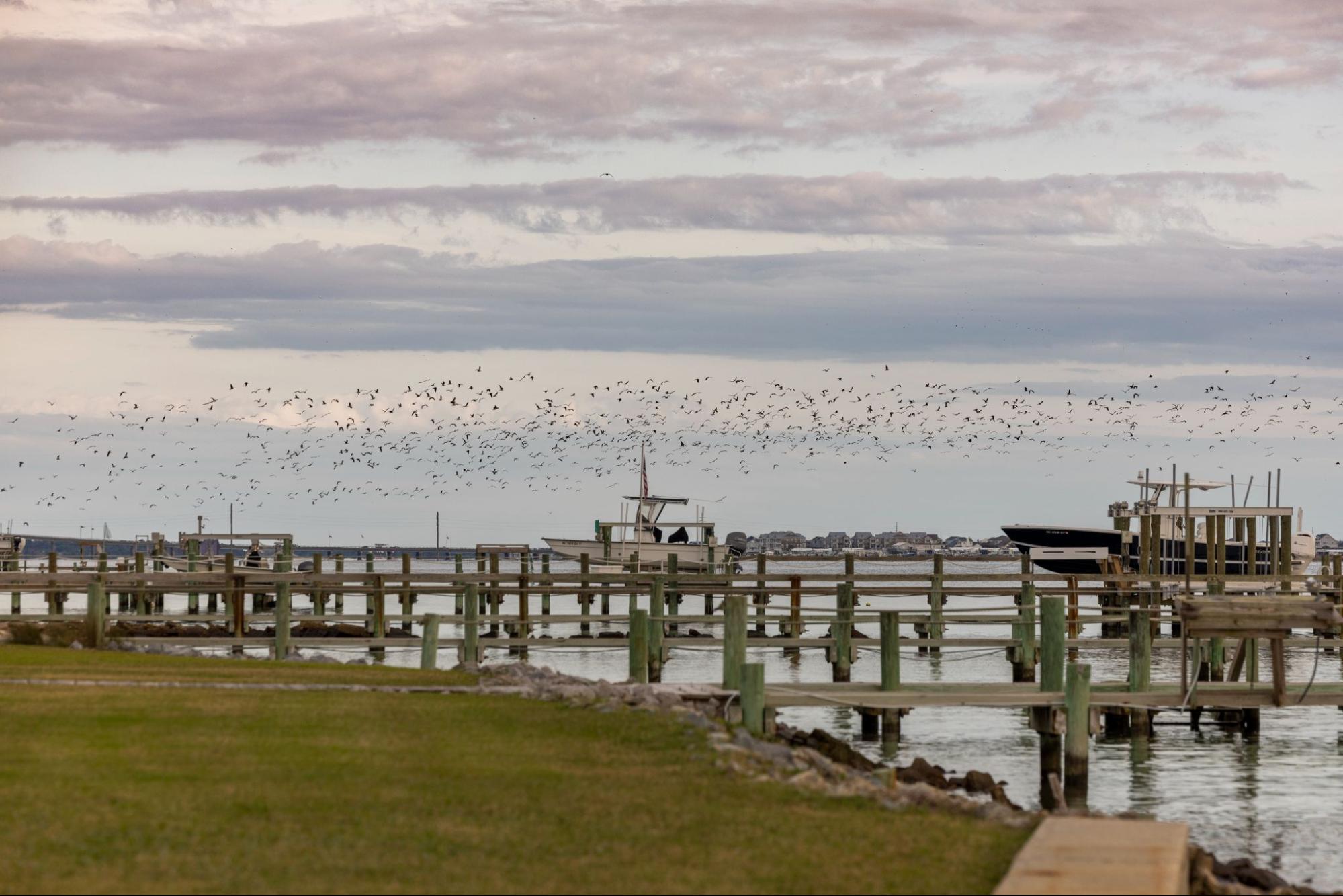 In the photo, there is a grass coast with several docks and boat lifts. A large flock of birds flies in the sky. 